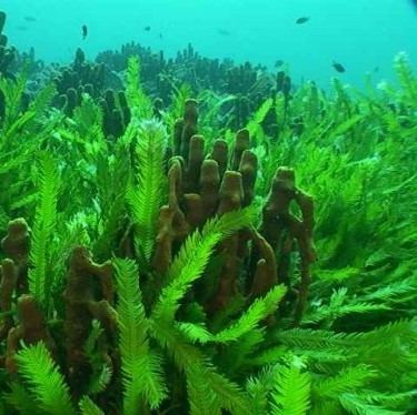 FSS Algae & Sea Water Blend G